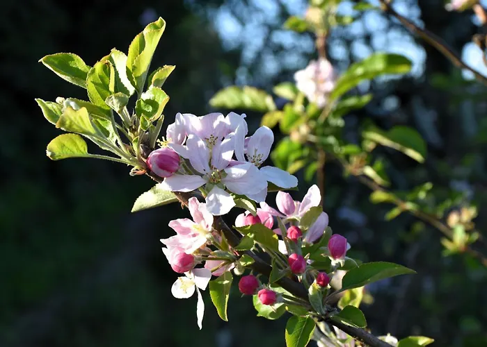 Serenity Views, Silver Coast, Pt Бомбаррал